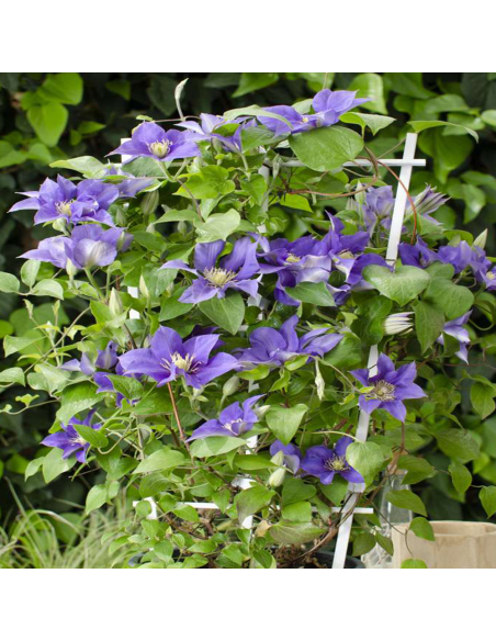 Clematis Olympia - Ghiveci 2L