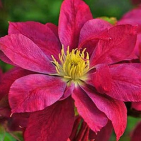Clematis Batut Rosu - Ghiveci 2L