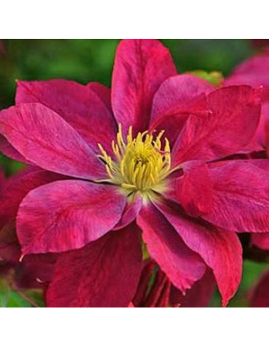 Clematis Batut Rosu - Ghiveci 2L