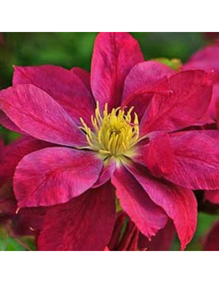 Clematis Batut Rosu - Ghiveci 2L
