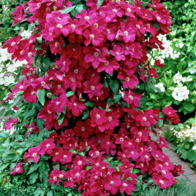 Clematis Batut Rosu - Ghiveci 2L 2