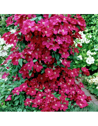 Clematis Batut Rosu - Ghiveci 2L