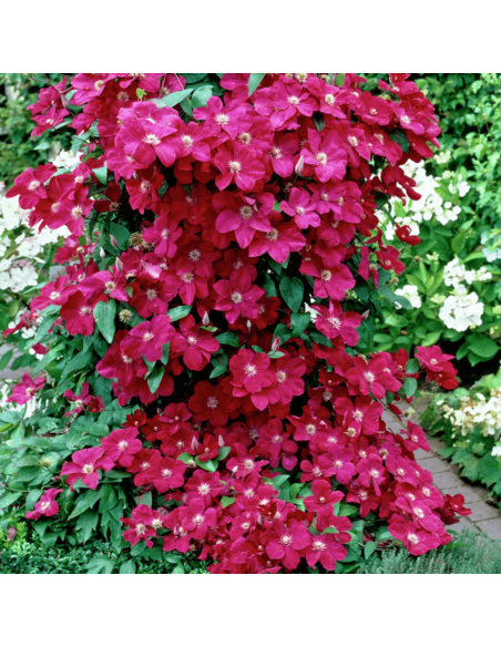 Clematis Batut Rosu - Ghiveci 2L