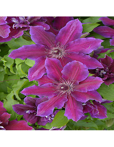 Clematis Mov-Rosiatic - Ghiveci 2L