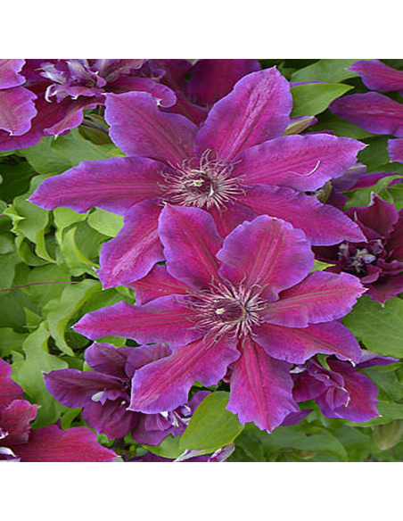 Clematis Mov-Rosiatic - Ghiveci 2L