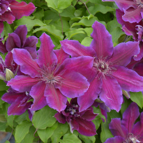 Clematis Mov-Rosiatic - Ghiveci 2L