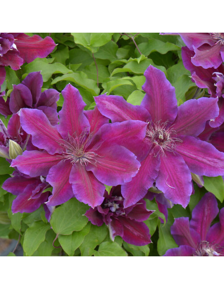 Clematis Mov-Rosiatic - Ghiveci 2L