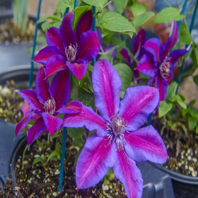 Clematis Mov-Rosiatic - Ghiveci 2L 2