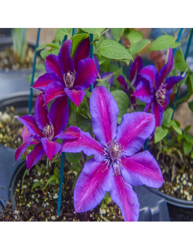 Clematis Mov-Rosiatic - Ghiveci 2L