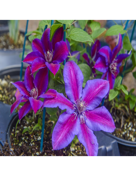 Clematis Mov-Rosiatic - Ghiveci 2L