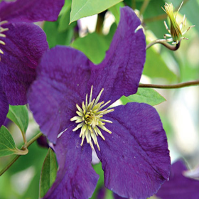 Clematis Mov - Ghiveci 2L