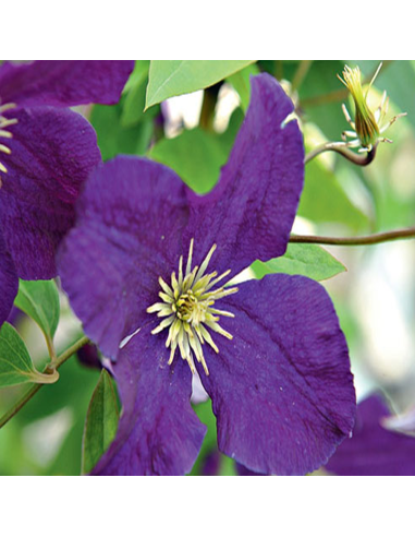 Clematis Mov - Ghiveci 2L