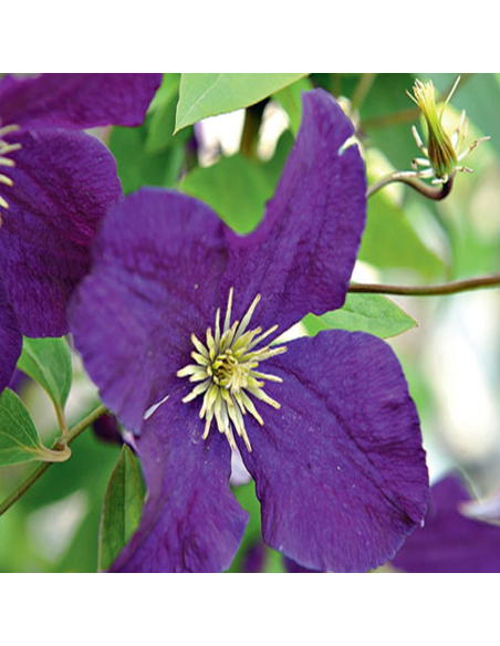 Clematis Mov - Ghiveci 2L