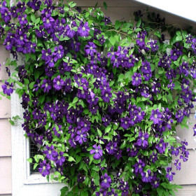 Clematis Mov - Ghiveci 2L 2
