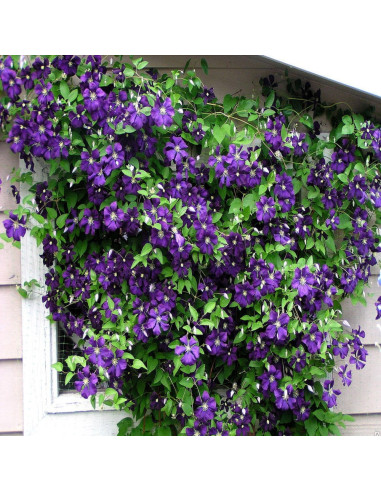 Clematis Mov - Ghiveci 2L