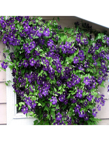Clematis Mov - Ghiveci 2L