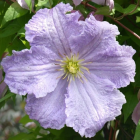 Clematis Blue Angel  - Ghiveci 2L