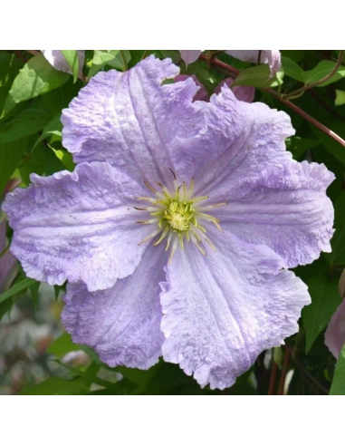 Clematis Blue Angel  - Ghiveci 2L