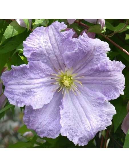 Clematis Blue Angel  - Ghiveci 2L