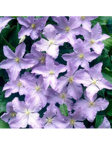 Clematis Blue Angel  - Ghiveci 2L