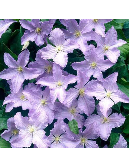 Clematis Blue Angel  - Ghiveci 2L