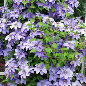Clematis Blue Angel  - Ghiveci 2L 2