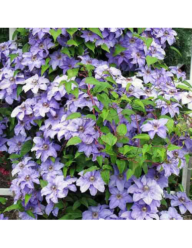 Clematis Blue Angel  - Ghiveci 2L