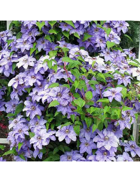 Clematis Blue Angel  - Ghiveci 2L