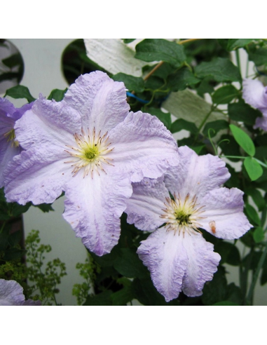 Clematis Blue Angel  - Ghiveci 2L