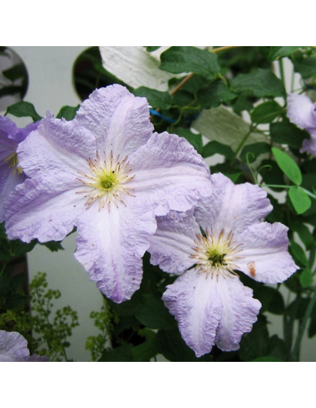 Clematis Blue Angel  - Ghiveci 2L