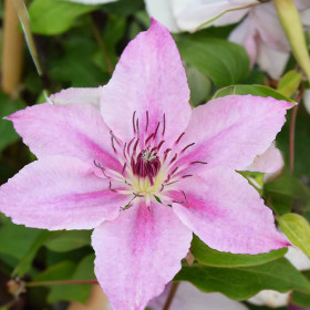 Clematis Pink Angel - Ghiveci 2L