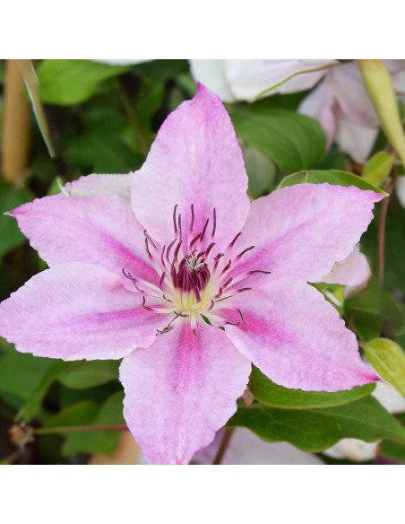 Clematis Pink Angel - Ghiveci 2L