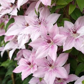 Clematis Pink Angel - Ghiveci 2L 2