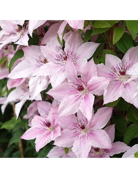 Clematis Pink Angel - Ghiveci 2L