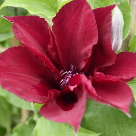 Clematis Nubia Rosu - Ghiveci 2L