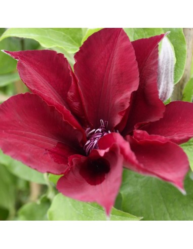 Clematis Nubia Rosu - Ghiveci 2L