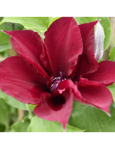 Clematis Nubia Rosu - Ghiveci 2L