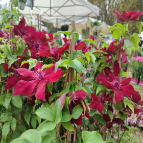 Clematis Nubia Rosu - Ghiveci 2L 2