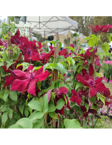 Clematis Nubia Rosu - Ghiveci 2L