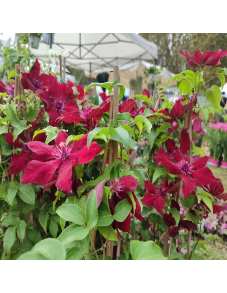 Clematis Nubia Rosu - Ghiveci 2L