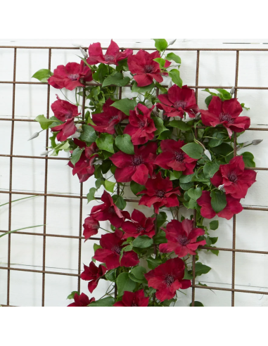 Clematis Nubia Rosu - Ghiveci 2L