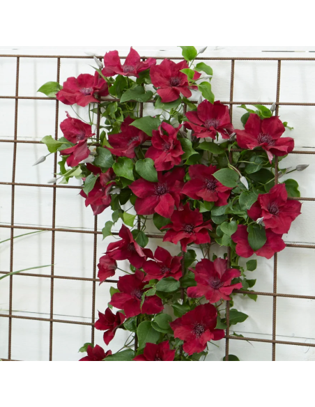 Clematis Nubia Rosu - Ghiveci 2L