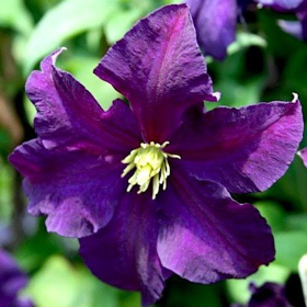Clematis Viticella Violacea - Ghiveci 2L