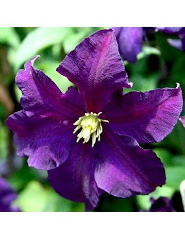 Clematis Viticella Violacea - Ghiveci 2L
