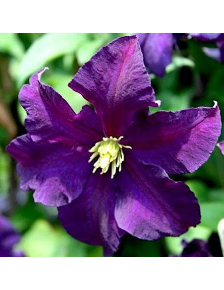 Clematis Viticella Violacea - Ghiveci 2L