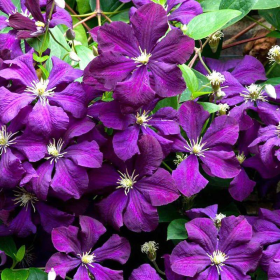 Clematis Viticella Violacea - Ghiveci 2L 2