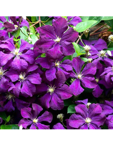 Clematis Viticella Violacea - Ghiveci 2L