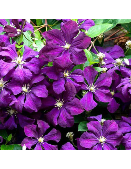 Clematis Viticella Violacea - Ghiveci 2L