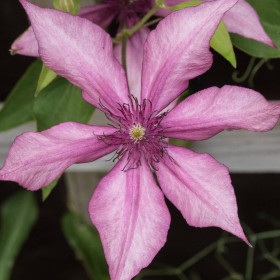 Clematis Giselle - Ghiveci 2L