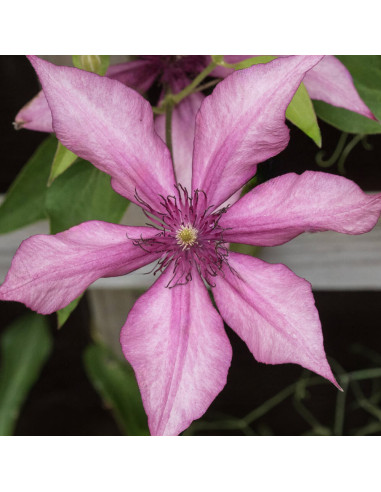 Clematis Giselle - Ghiveci 2L